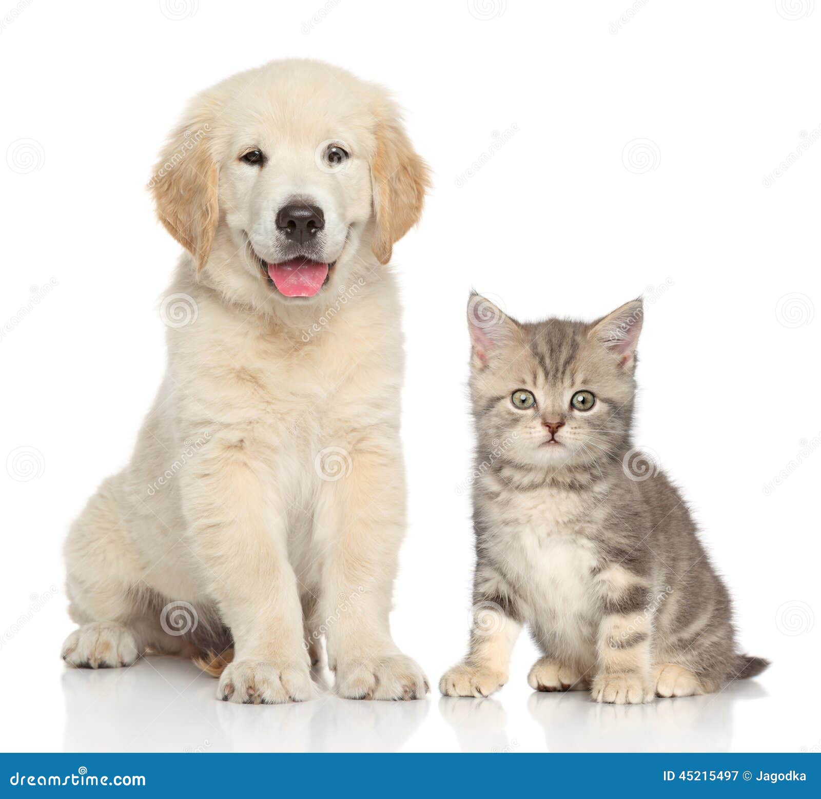 Cat and dog together stock image. Image of animal, studio 45215497