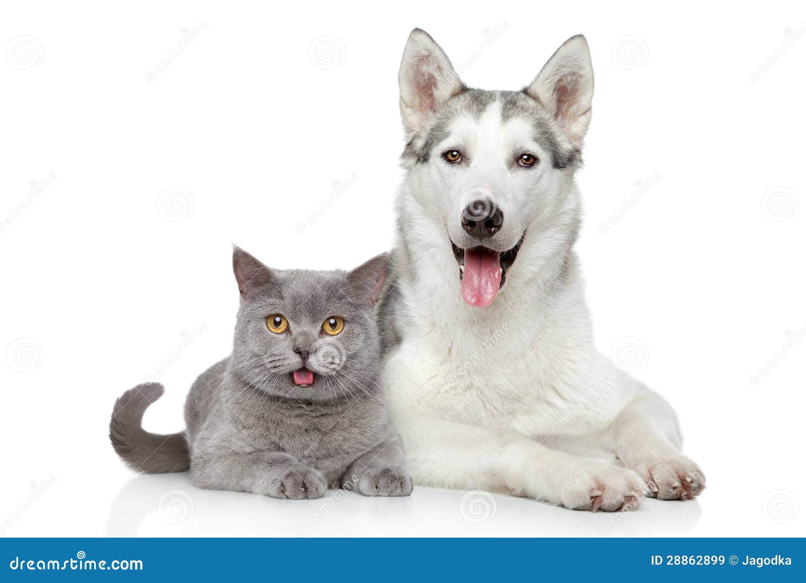 happy cat and dog together on a white