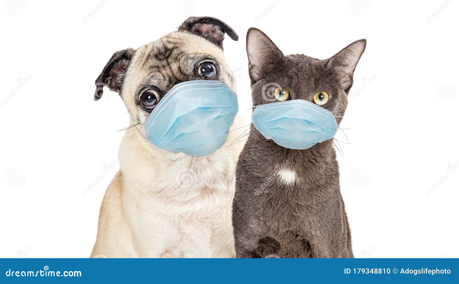 cat and dog wearing protective surgical face masks