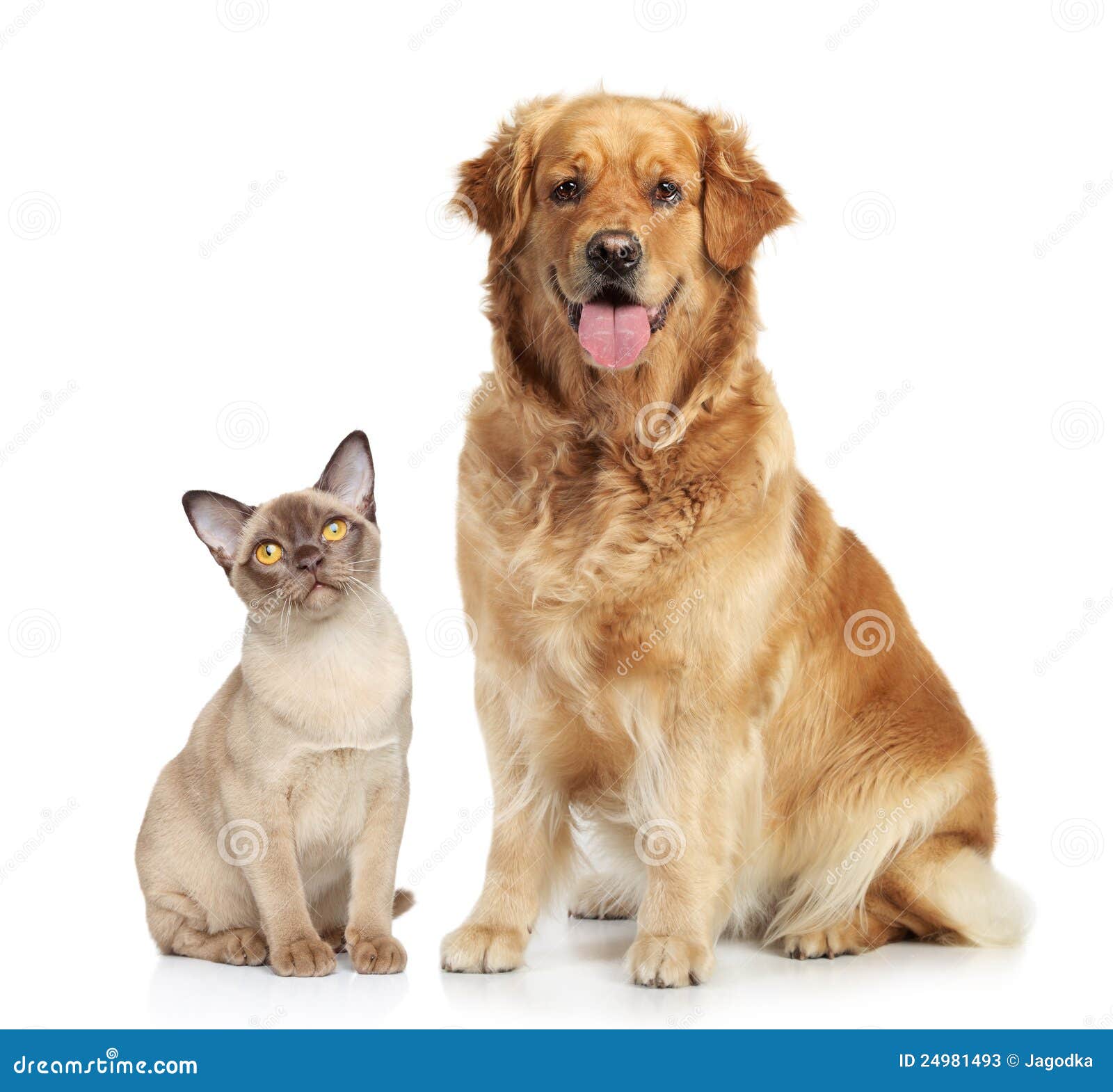 cat and dog on a white background