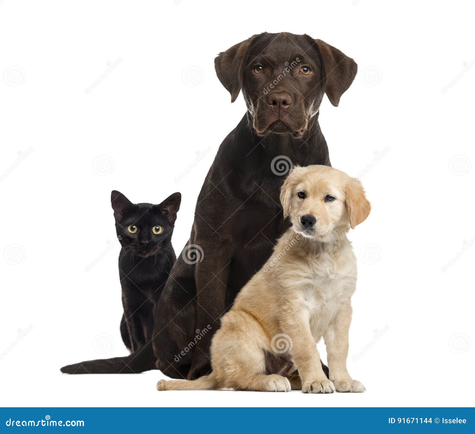 Cat and Dogs Sitting, Isolated Stock Photo Image of studio, camera