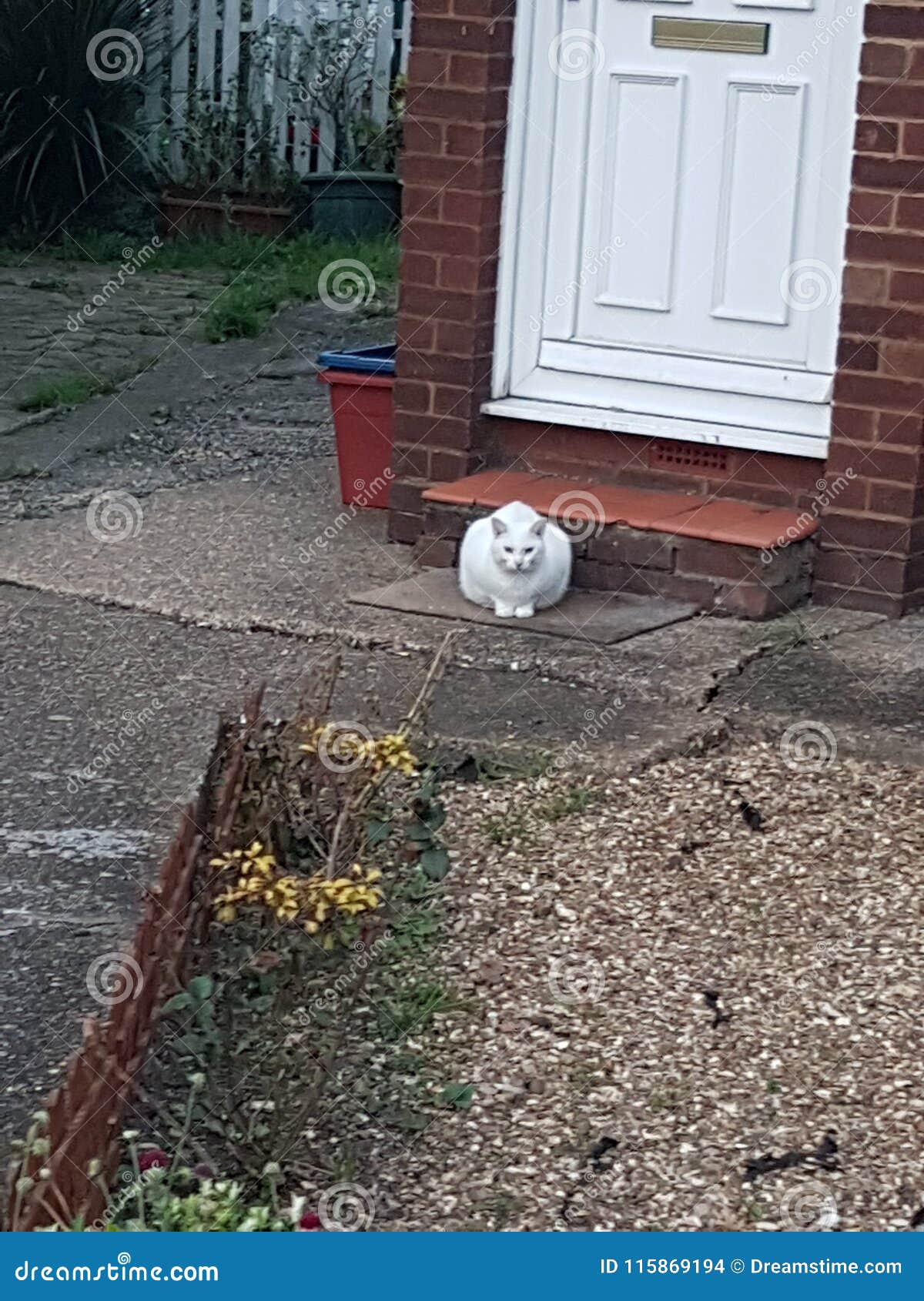 Cat doorstep stock photo. Image of doorstep, funny, door 115869194