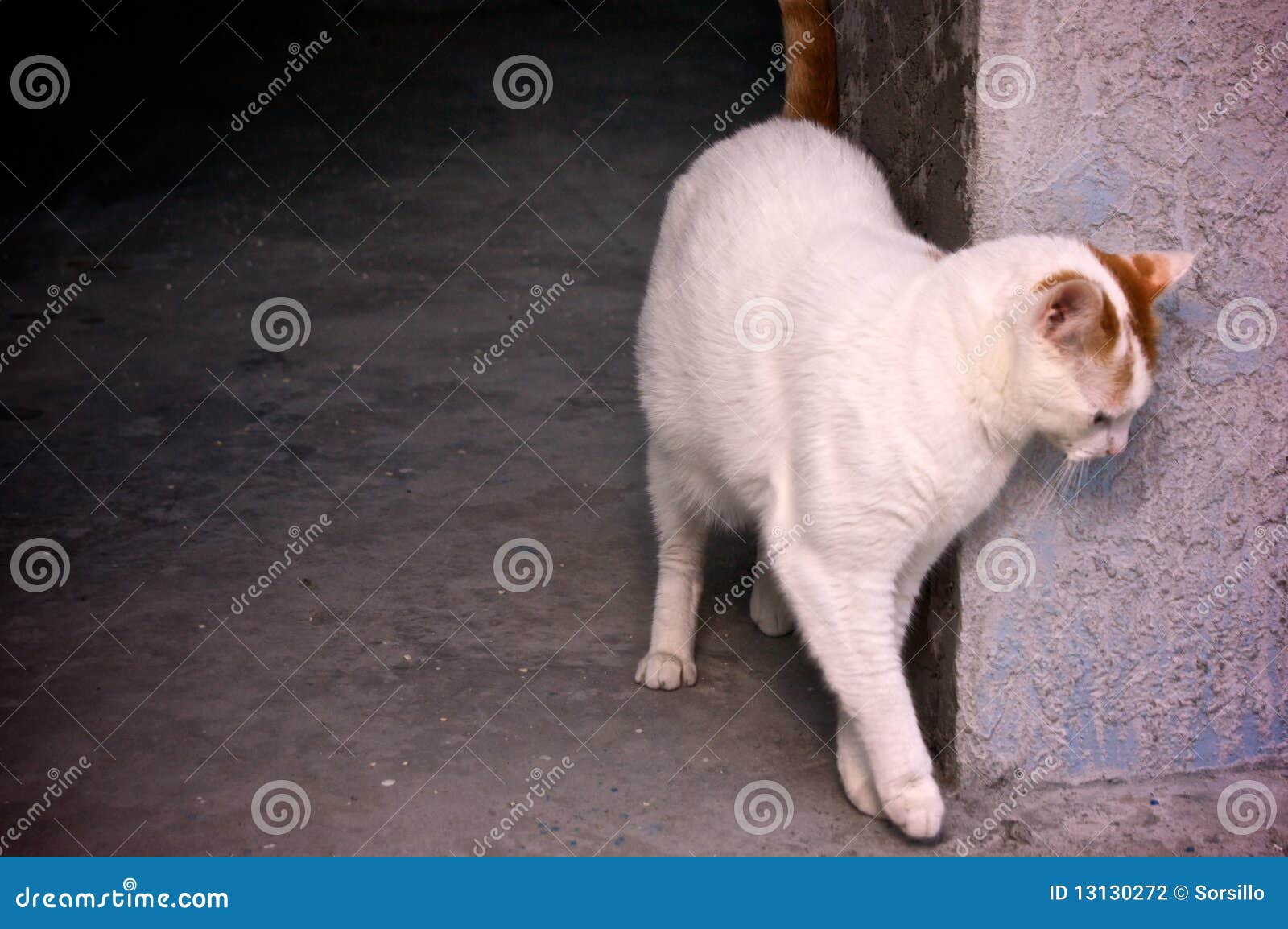 Cat in doorway stock photo. Image of turkish, rubbing 13130272