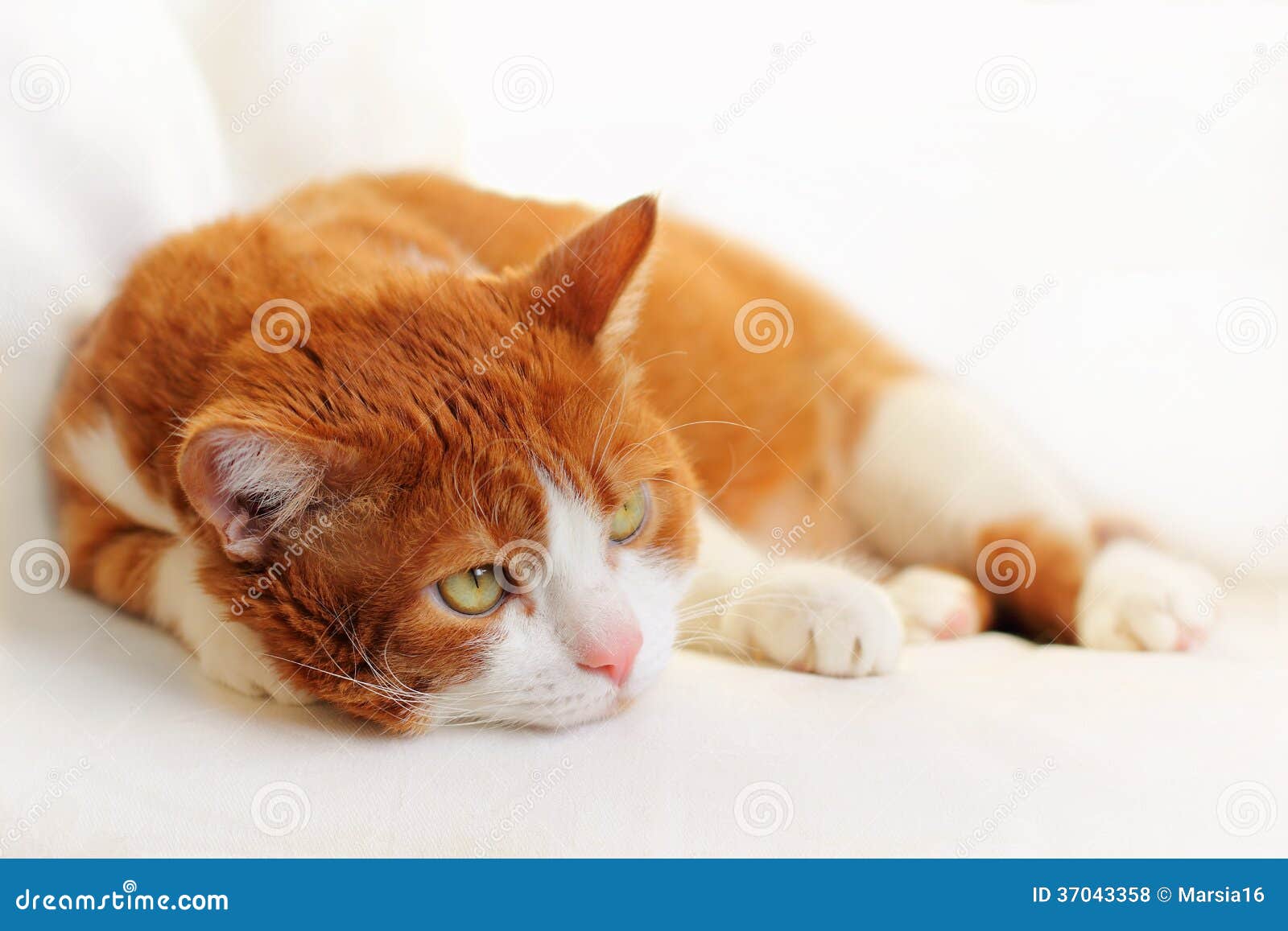 Cat Dreaming foto de stock. Imagem de gato, melancolia 37043358