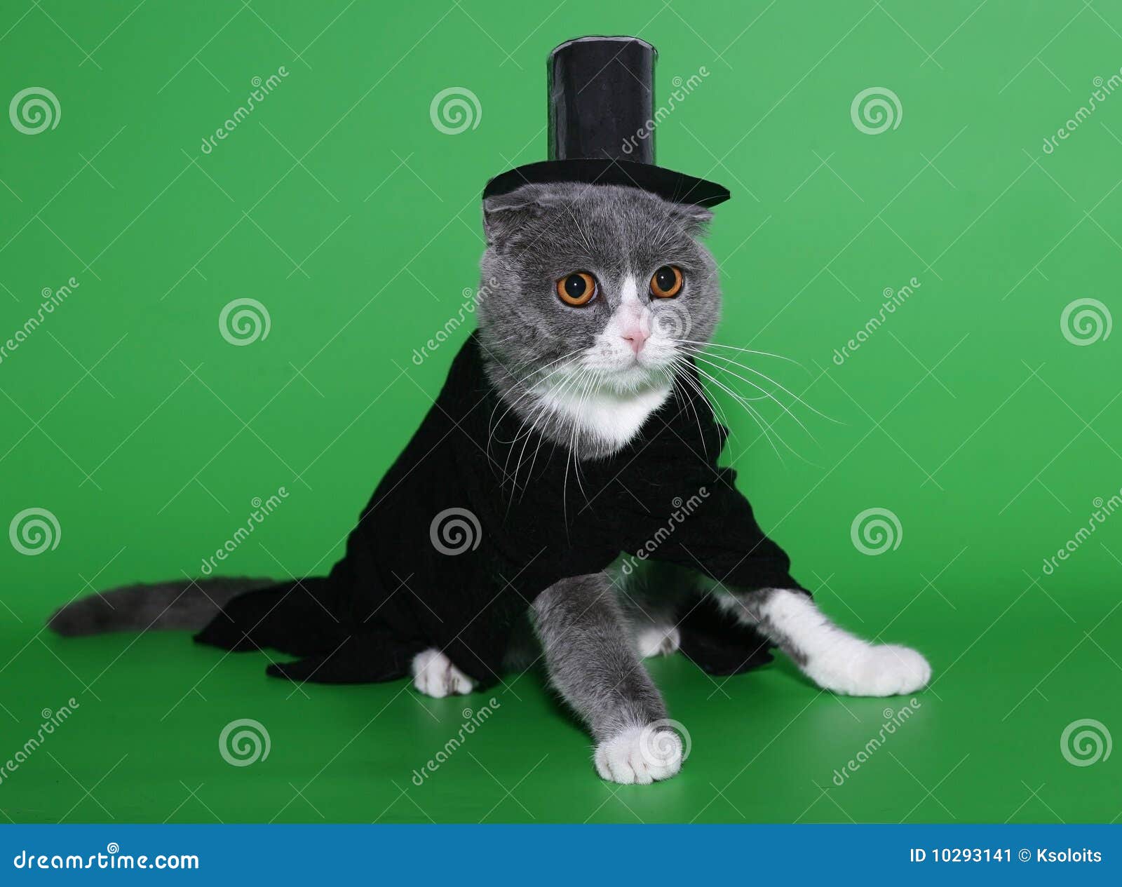 Cat In A Dress Coat And A Hat. Stock Image Image of animal