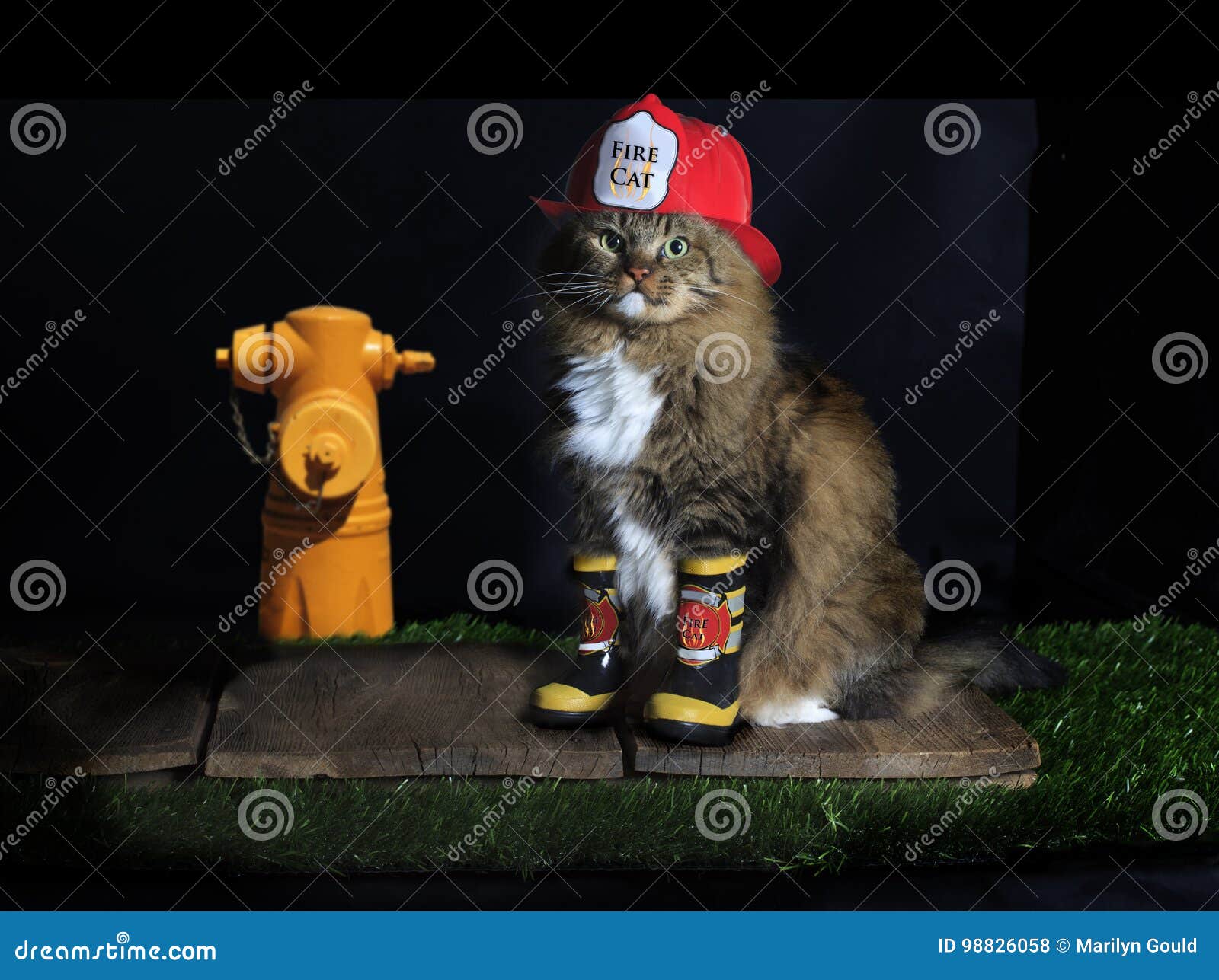 Boots Cat Wearing Photos - Free 