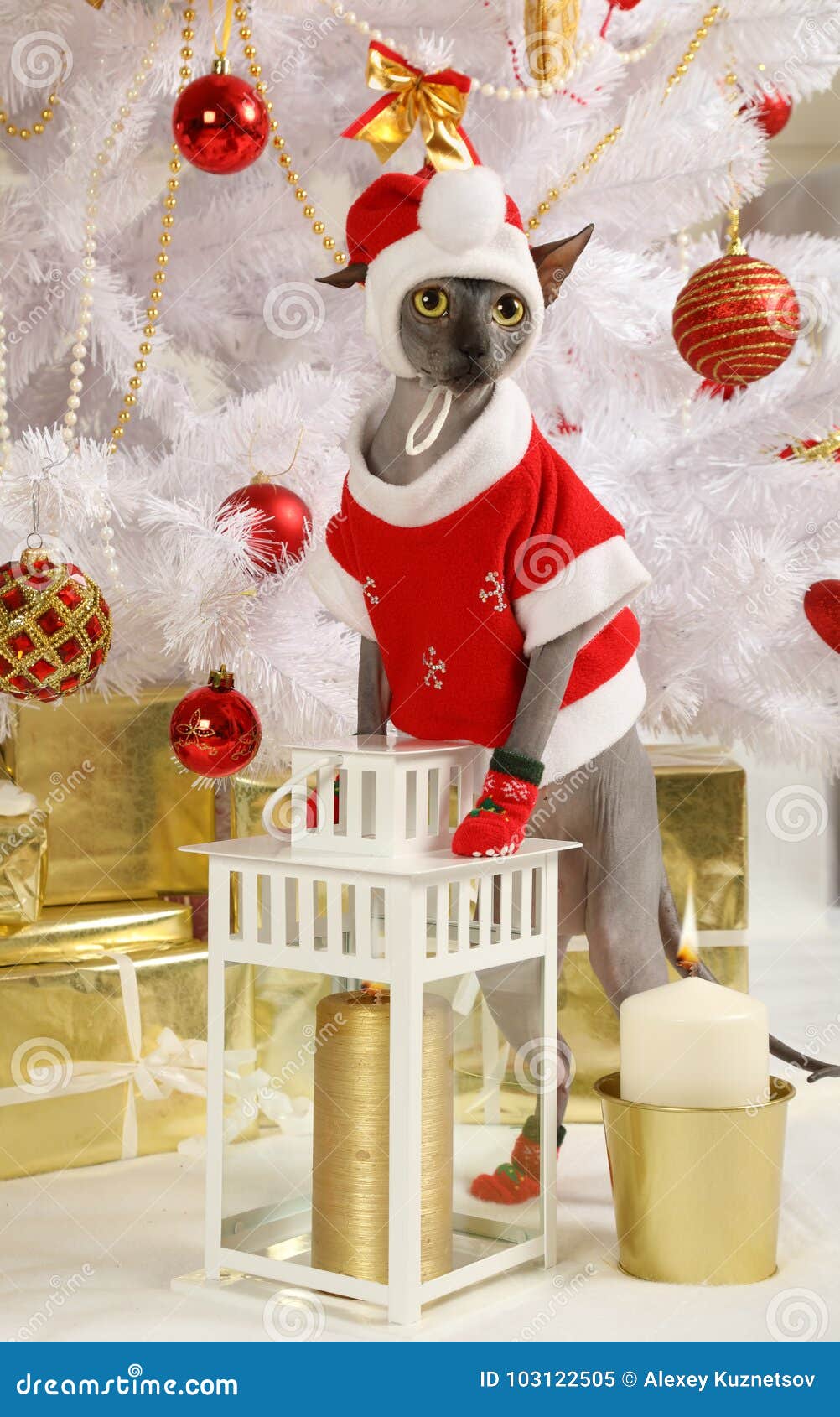 Cat Dressed In A Christmas Costume Stock Image Image of clothes