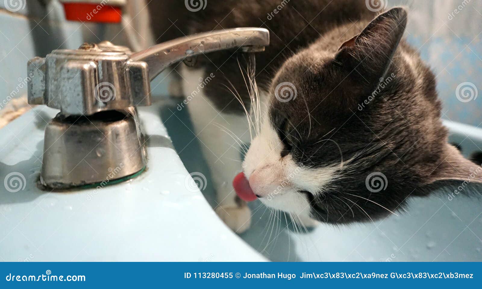 Cat Drinking From A Faucet Stock Image Image Of House 113280455