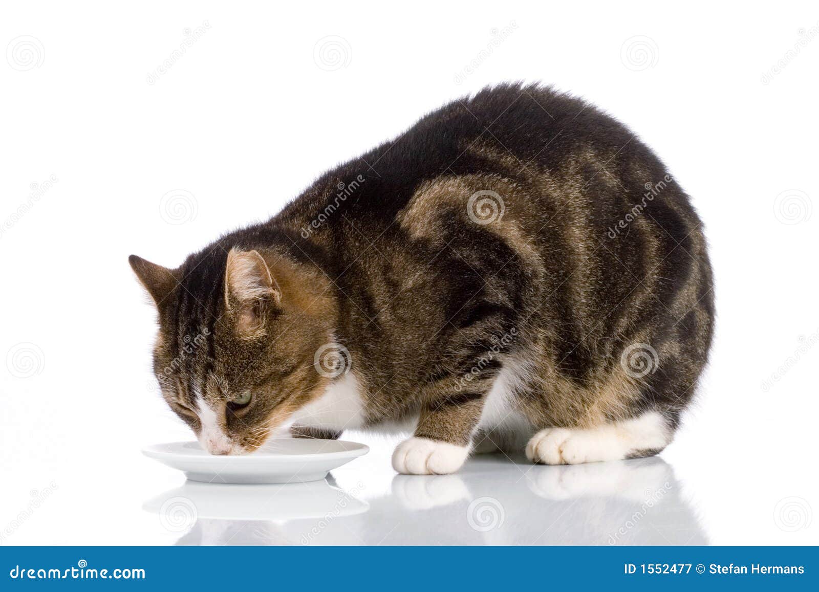 cat having milk