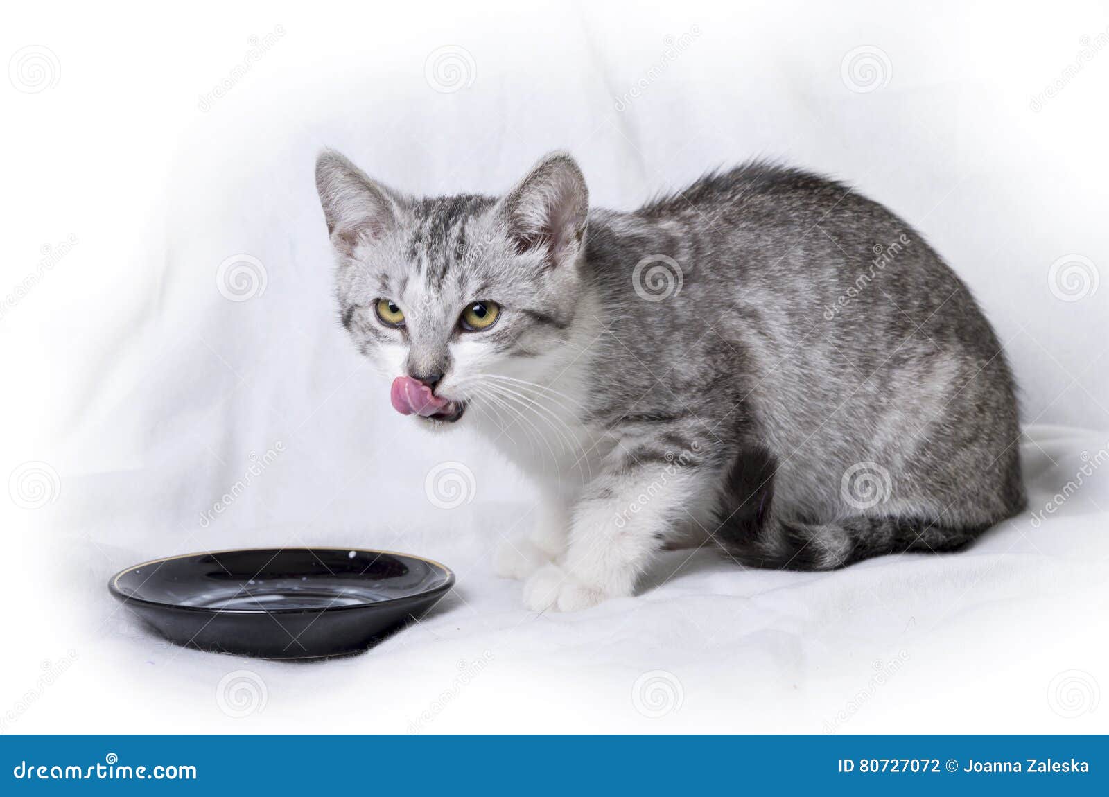 cat only drinks milk