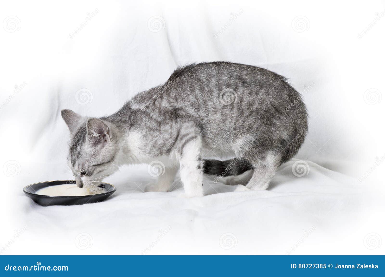 cat only drinks milk