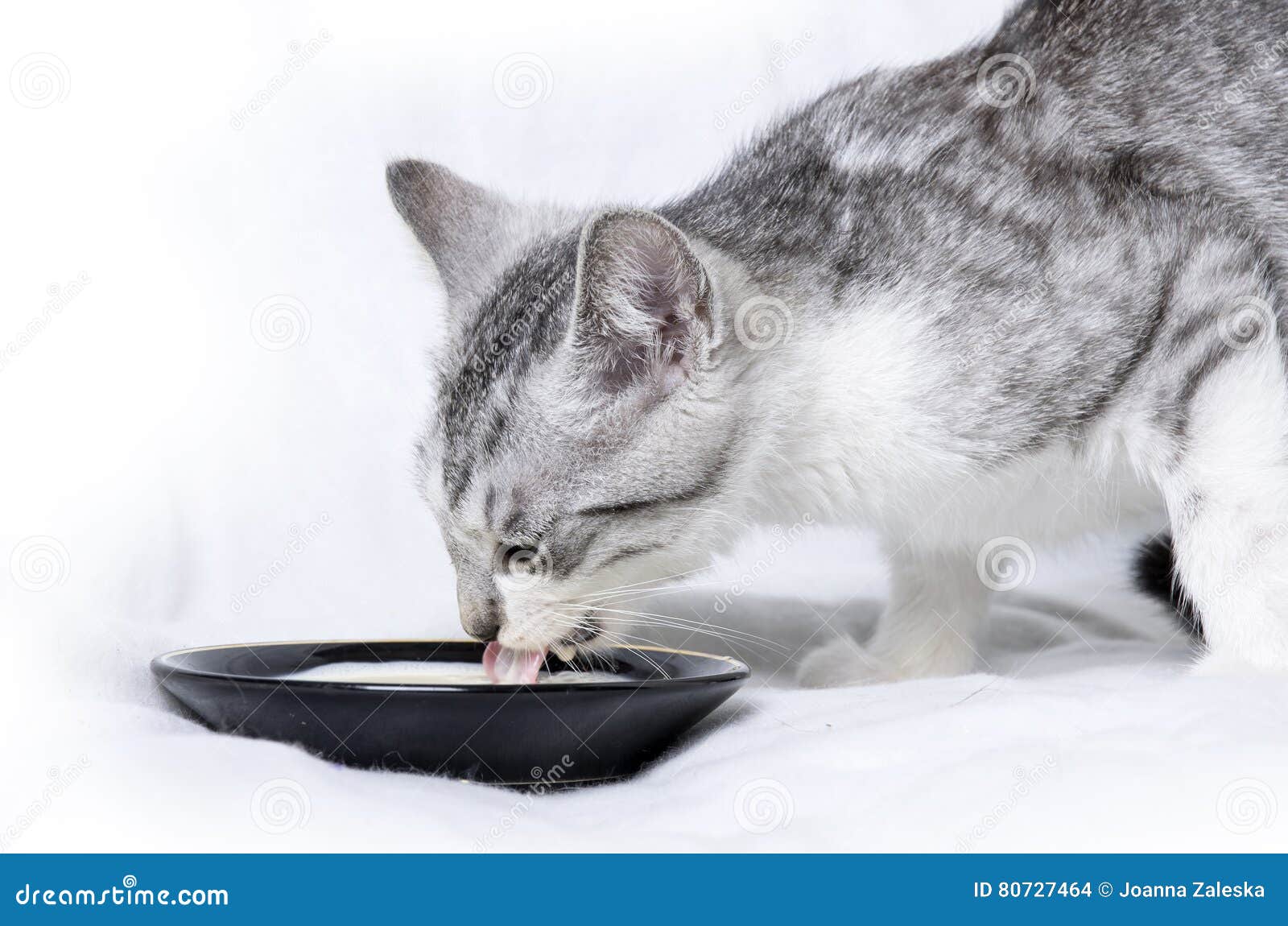 Cat drinking milk stock photo. Image of background, european 80727464