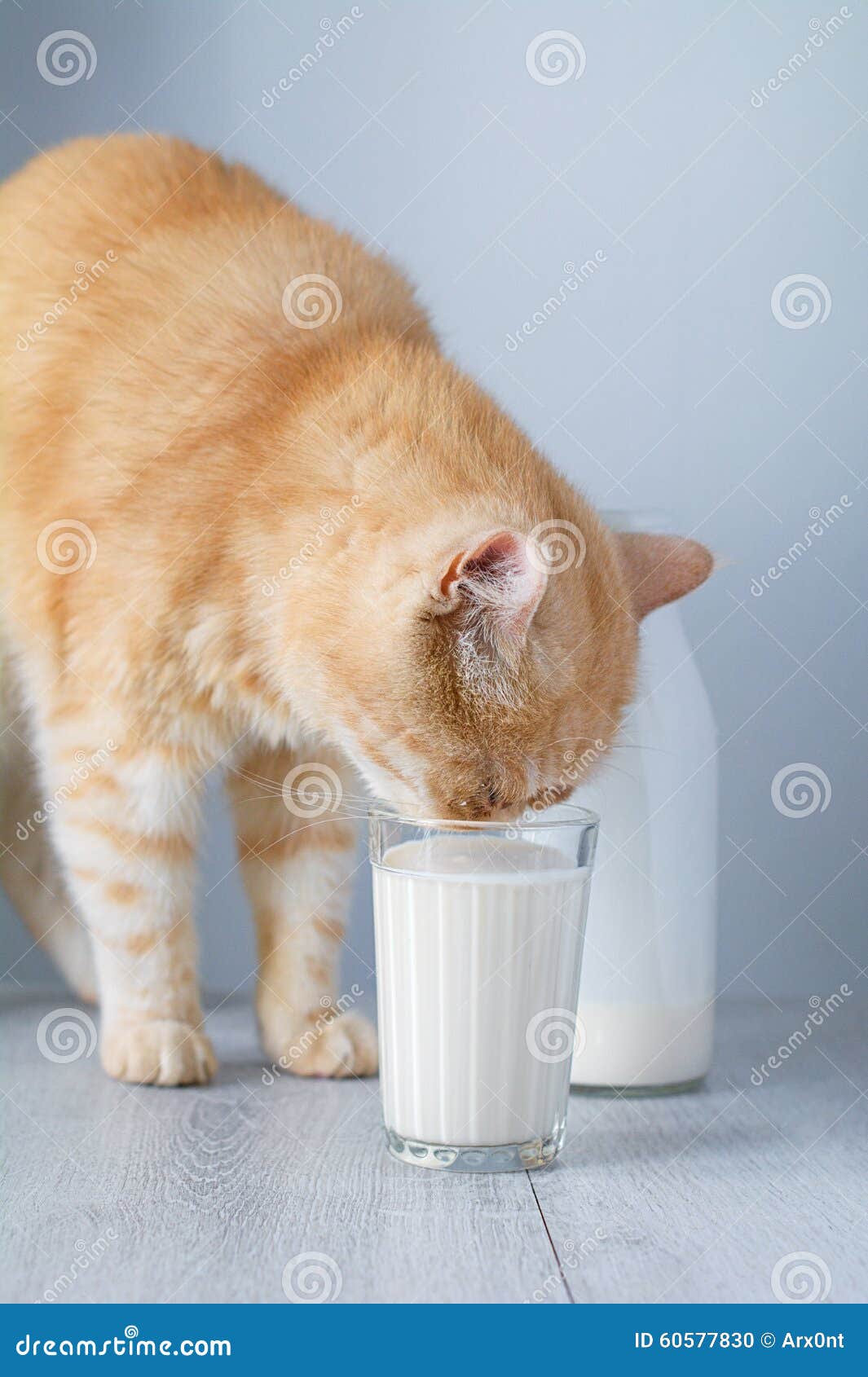 Cat drinking milk stock photo. Image of natural, fluffy 60577830