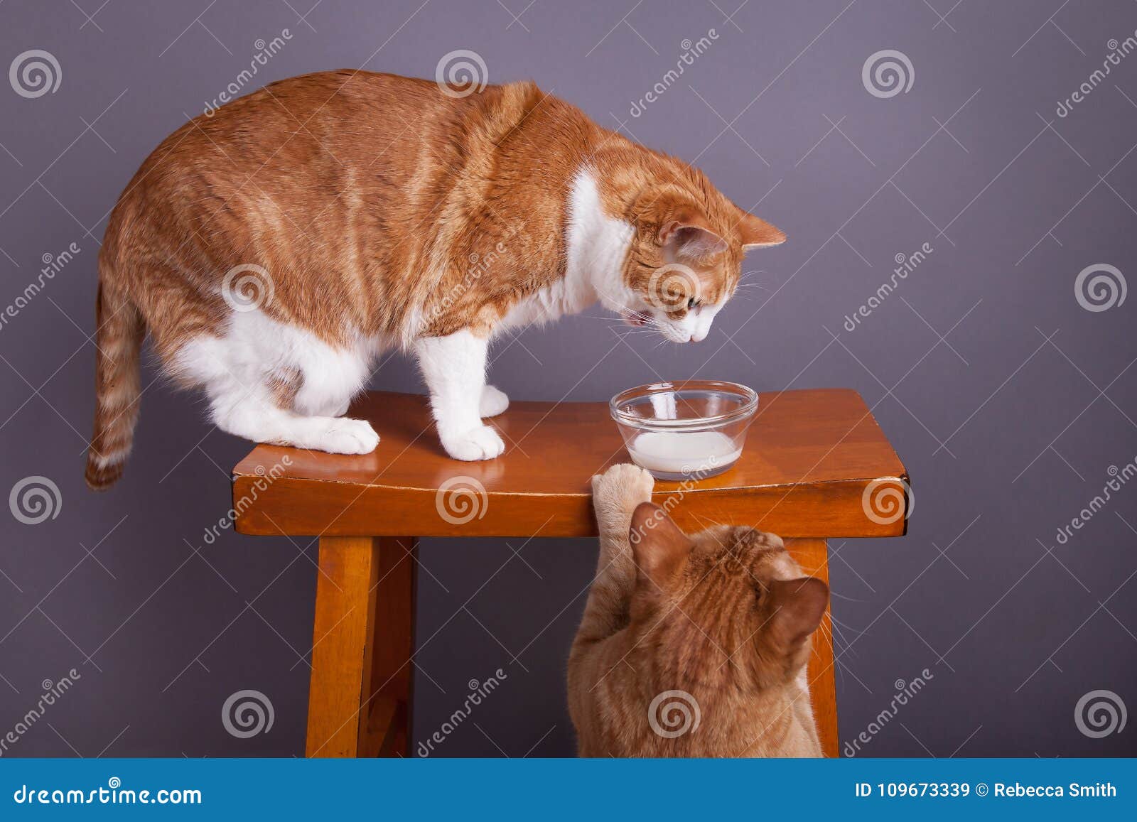 Cat Drinking Milk Cat Trying To Drink Milk Stock Image - Image of