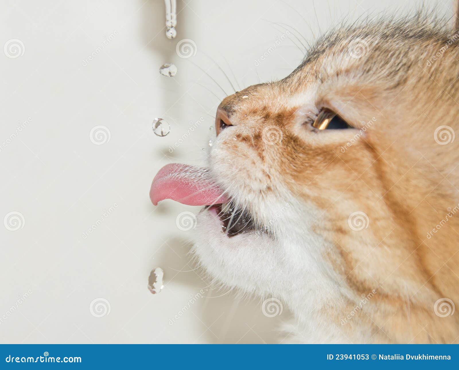 Cat Drinking Water with Straw · Free Stock Photo