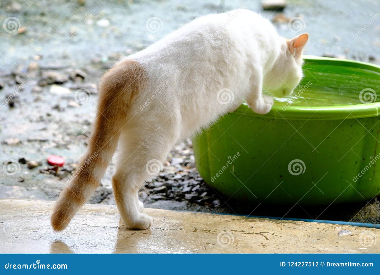 A Cat Drinking from a Water Bowl. Stock Photo Image of indoor, kitty