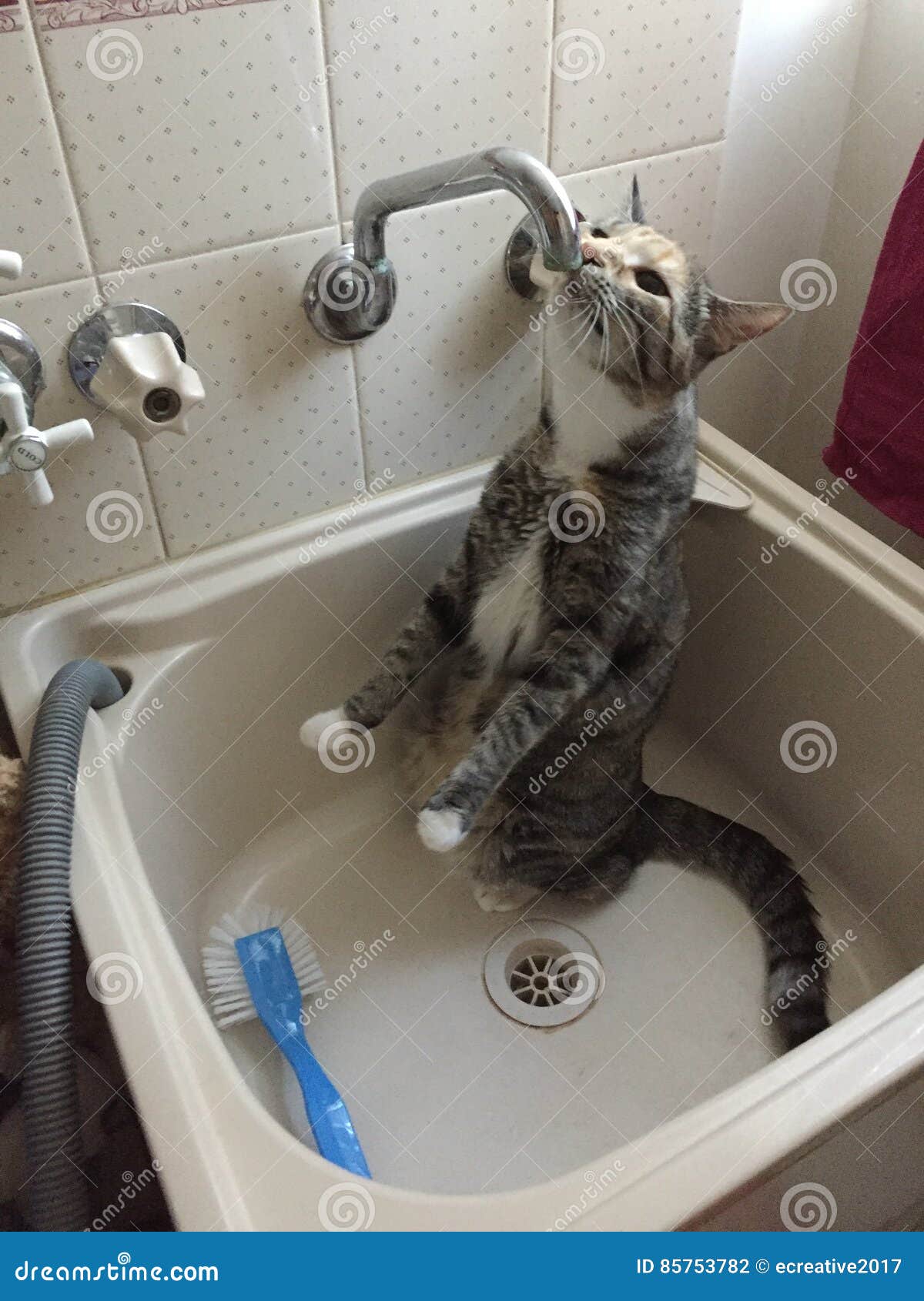 Cat drinking water editorial photography. Image of drinking 85753782