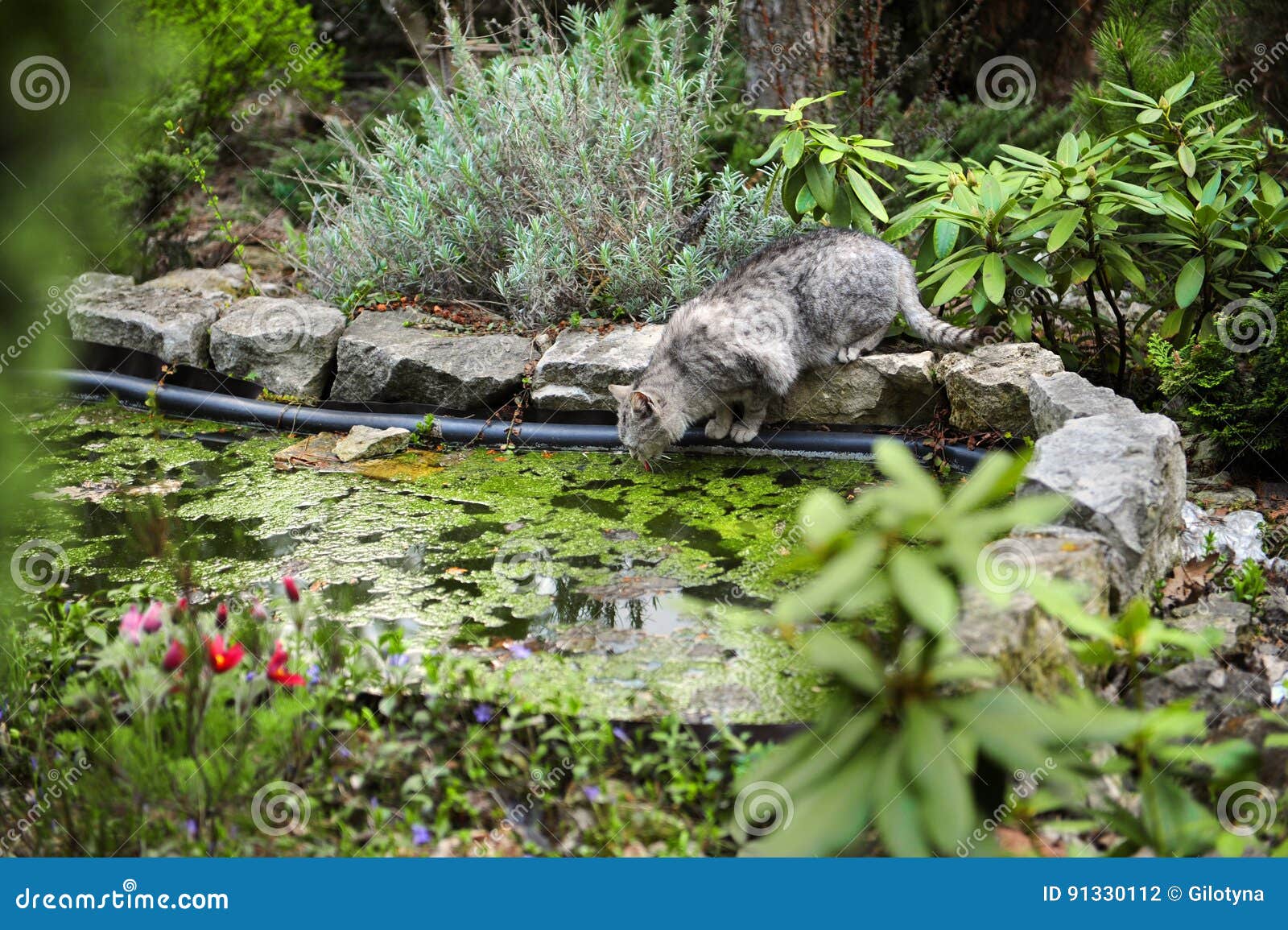Cat drinking water stock photo. Image of fish, feline 91330112