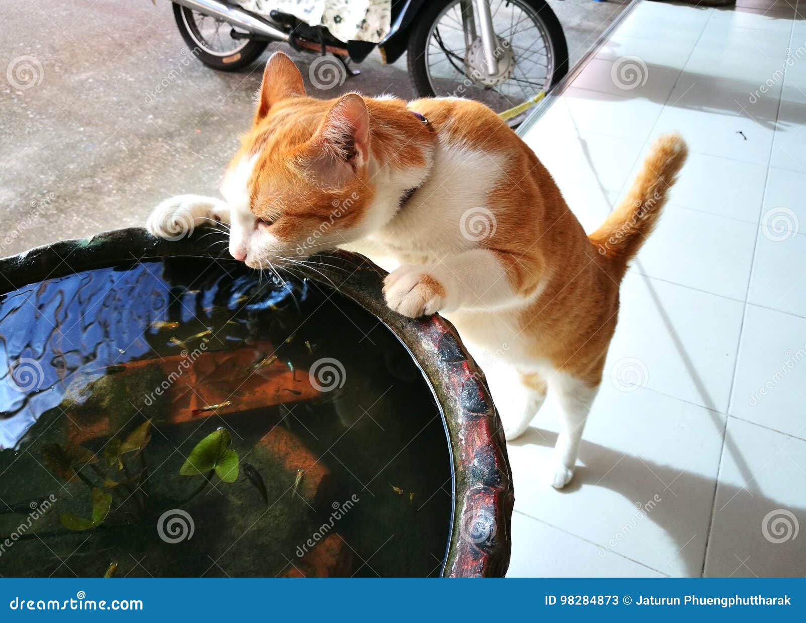 The Cat Is Drinking A Water From The Jar Stock Image Image of lovely