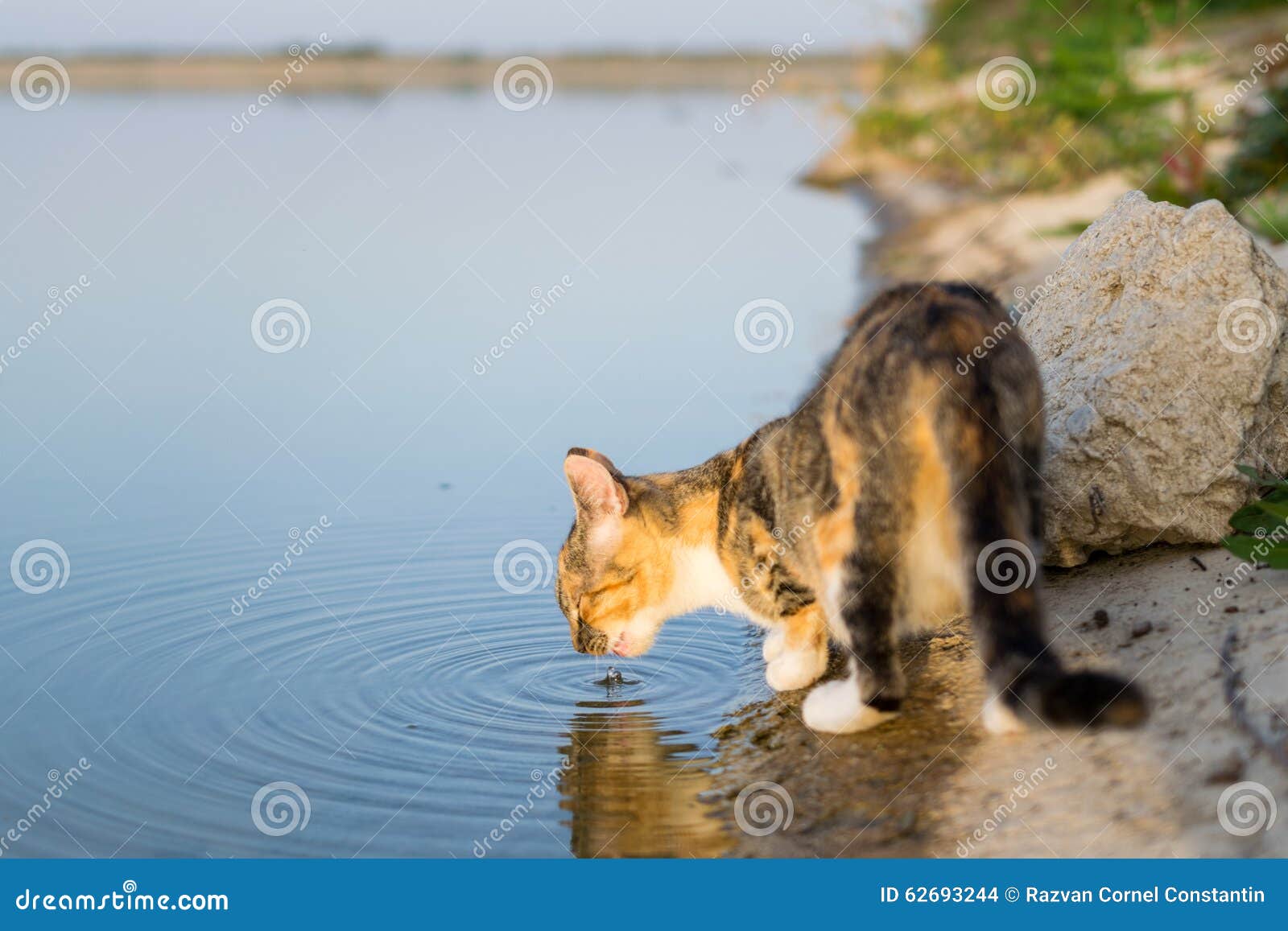 Cat Drinking Water from Pond Stock Photo Image of stone, garden 62693244