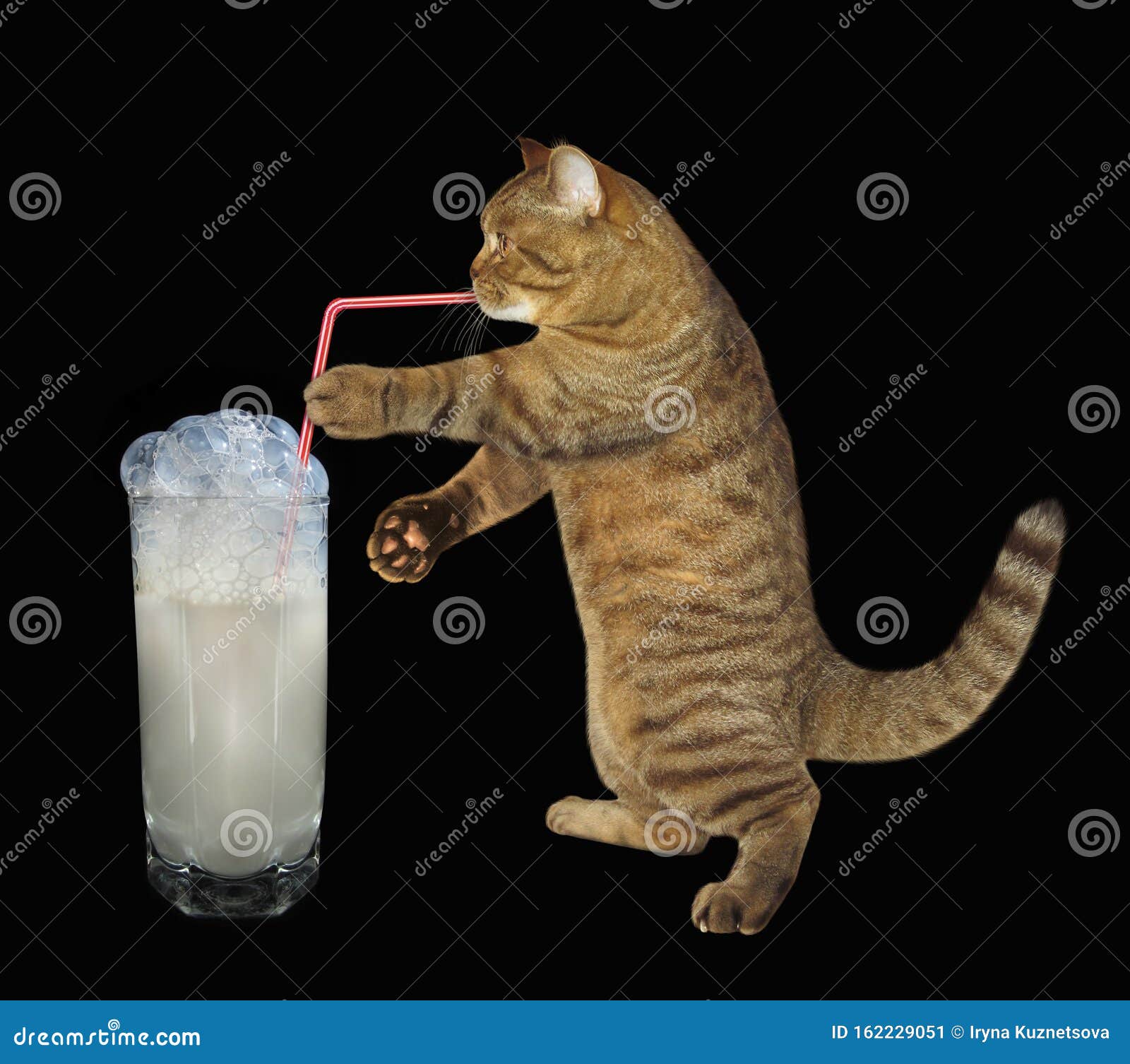 Cat Drinks Milk Through A Straw Stock Image Image of glass, drink