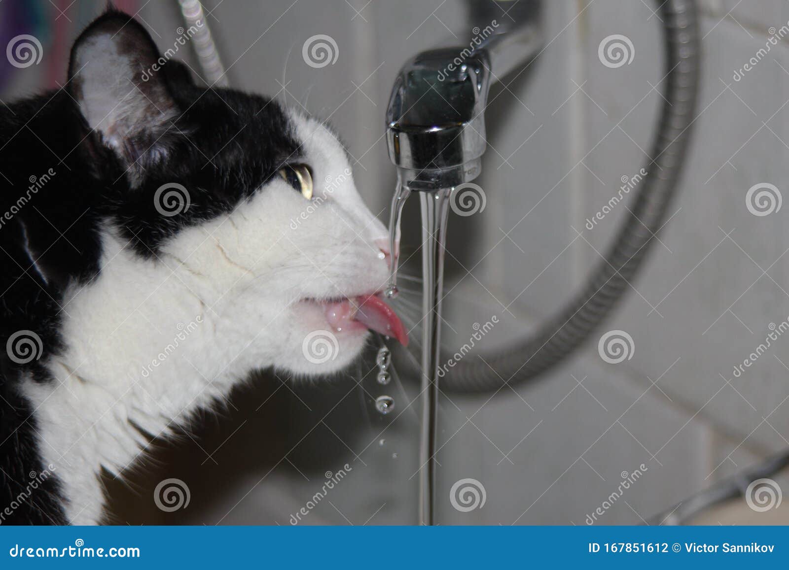 Cat Drinks Water From A Faucet Stock Photo Image Of Sight Drop