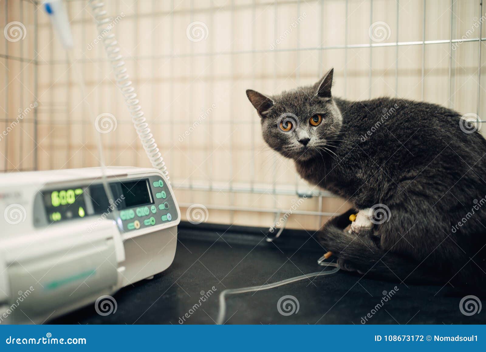 cat pica after surgery cat pica after surgery