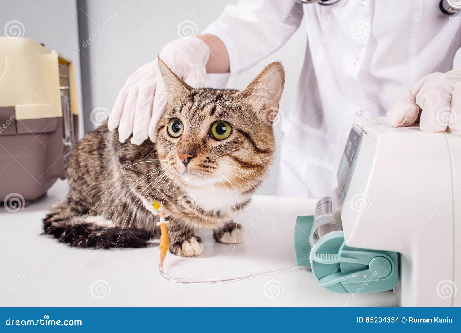 Cat on a drip. Vet concept stock photo. Image of drug 85204334
