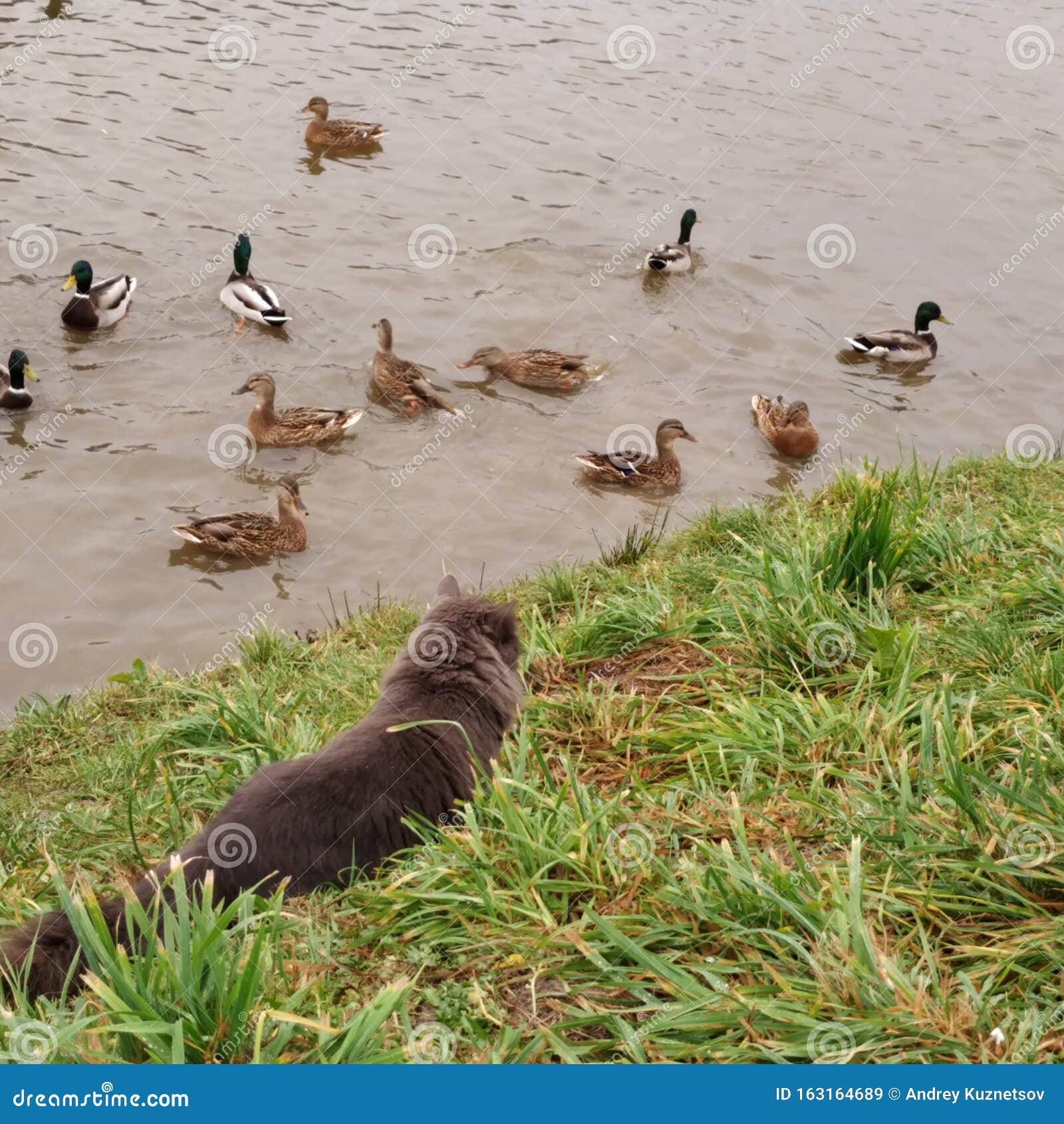 Cat and ducks stock image. Image of wildlife, water 163164689