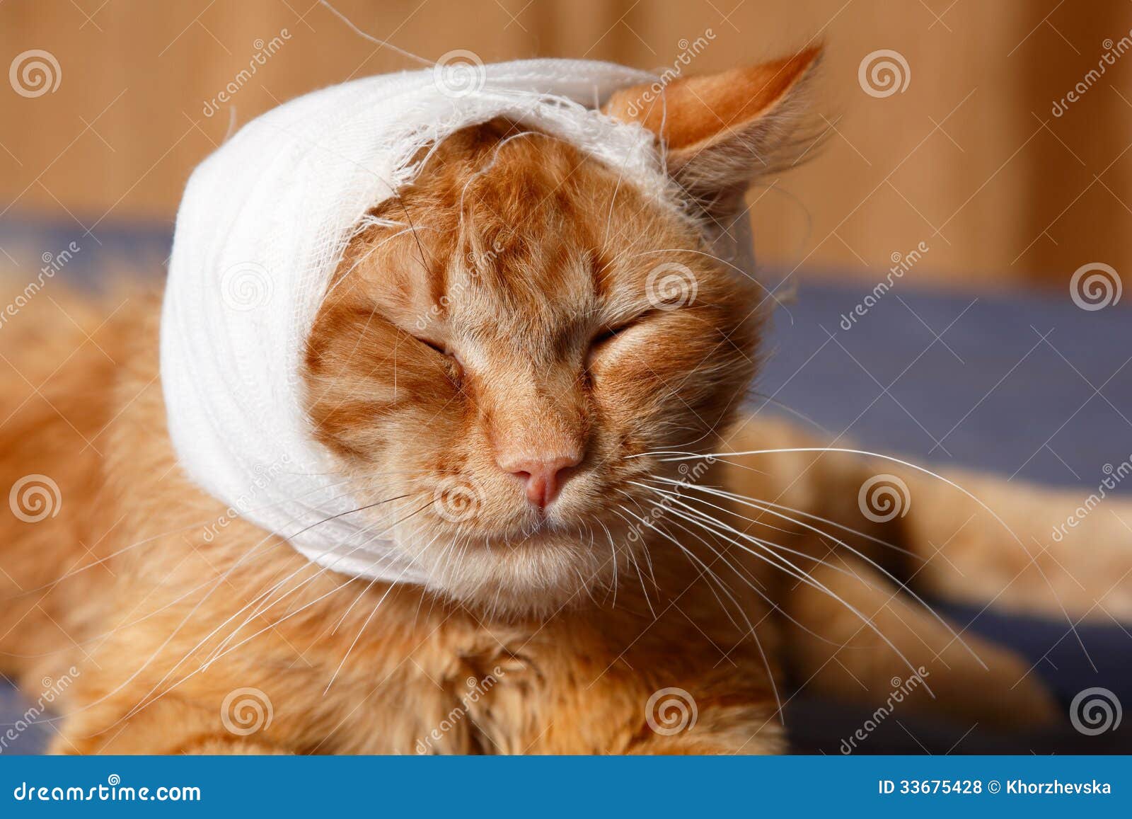 cat bandage