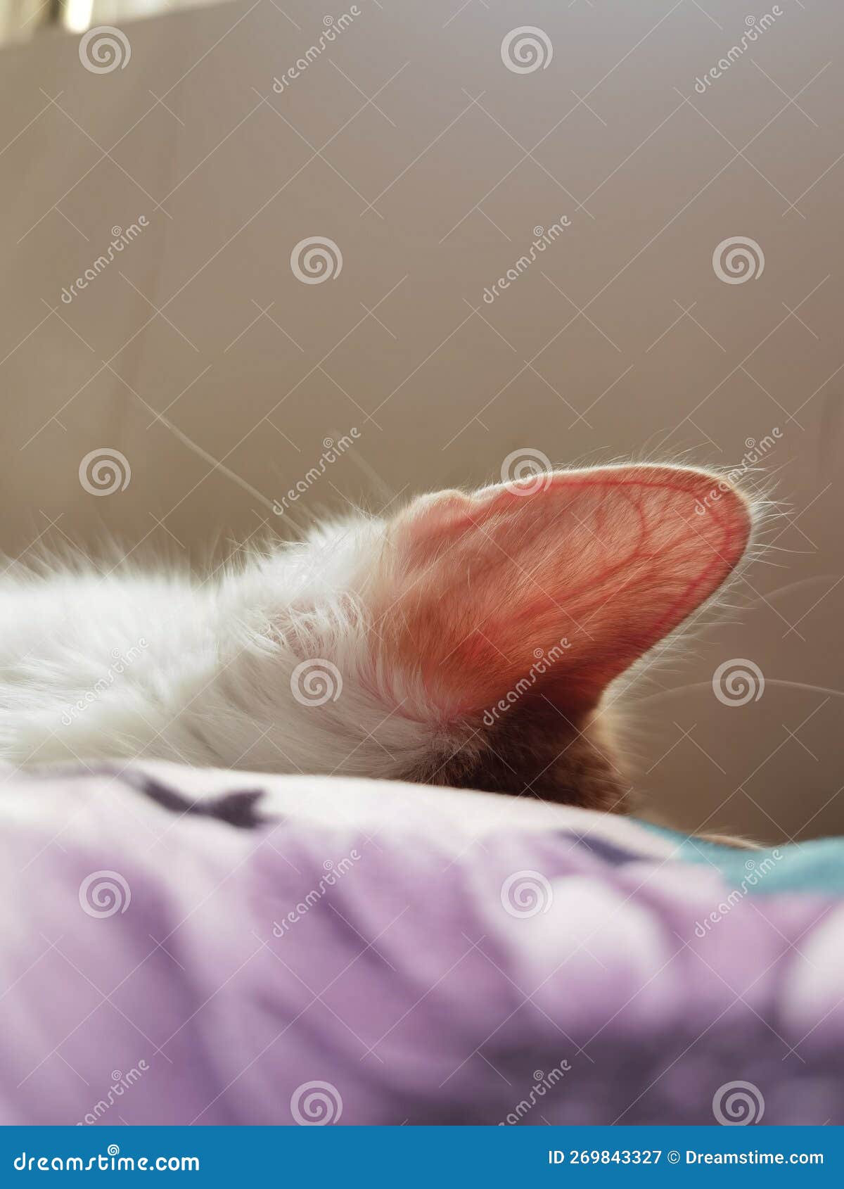 Cat ear stock image. Image of veins, appearing, kitten 269843327