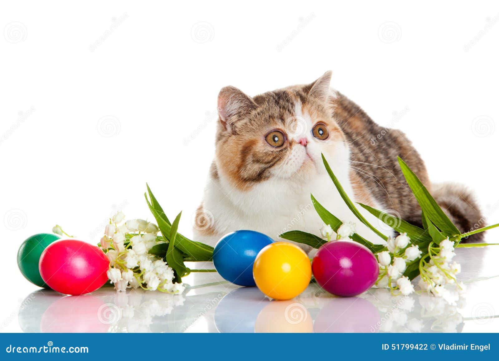 Cat with Easter Coloured Eggs Isolated on Background Colourful Postcard