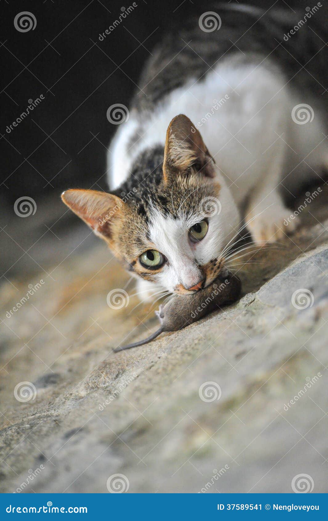 Cat eat rat stock image. Image of attack, feline, animal 37589541