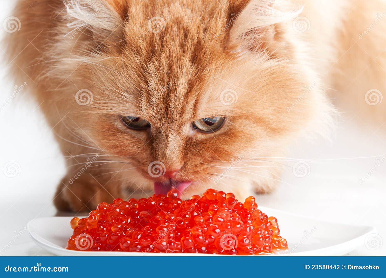 Cat Eat Red Caviar Stock Photography Image 23580442
