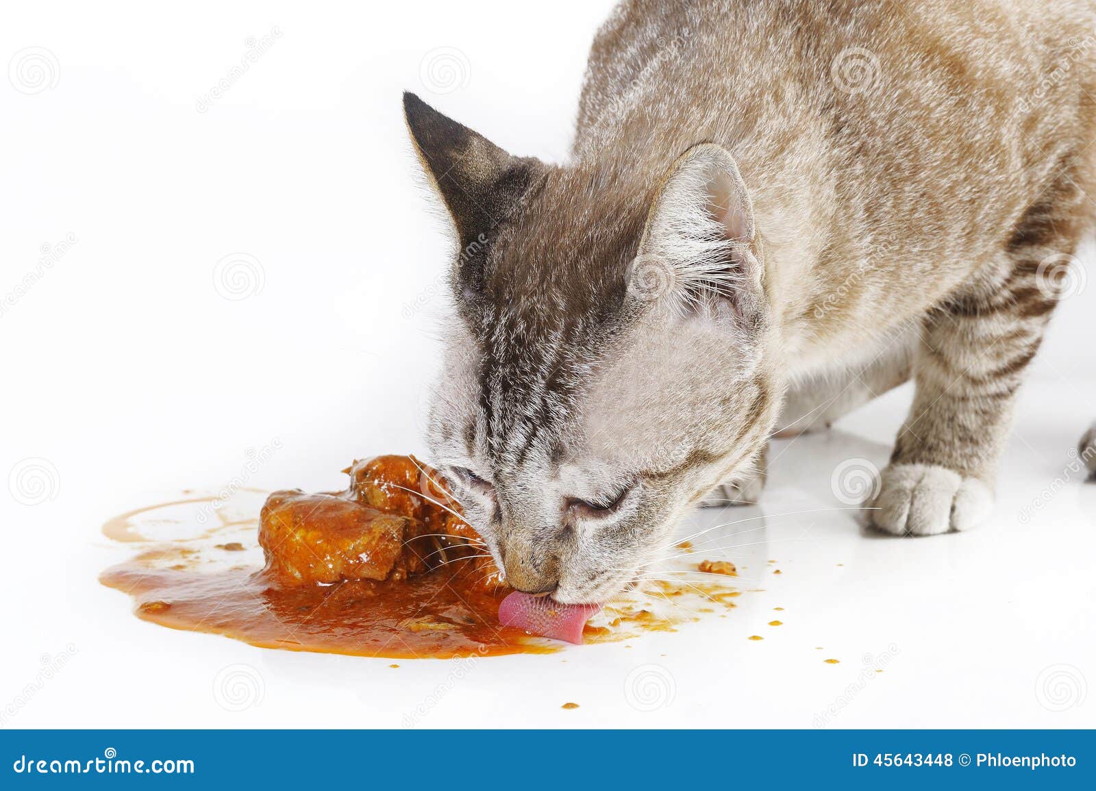 sardines for kittens