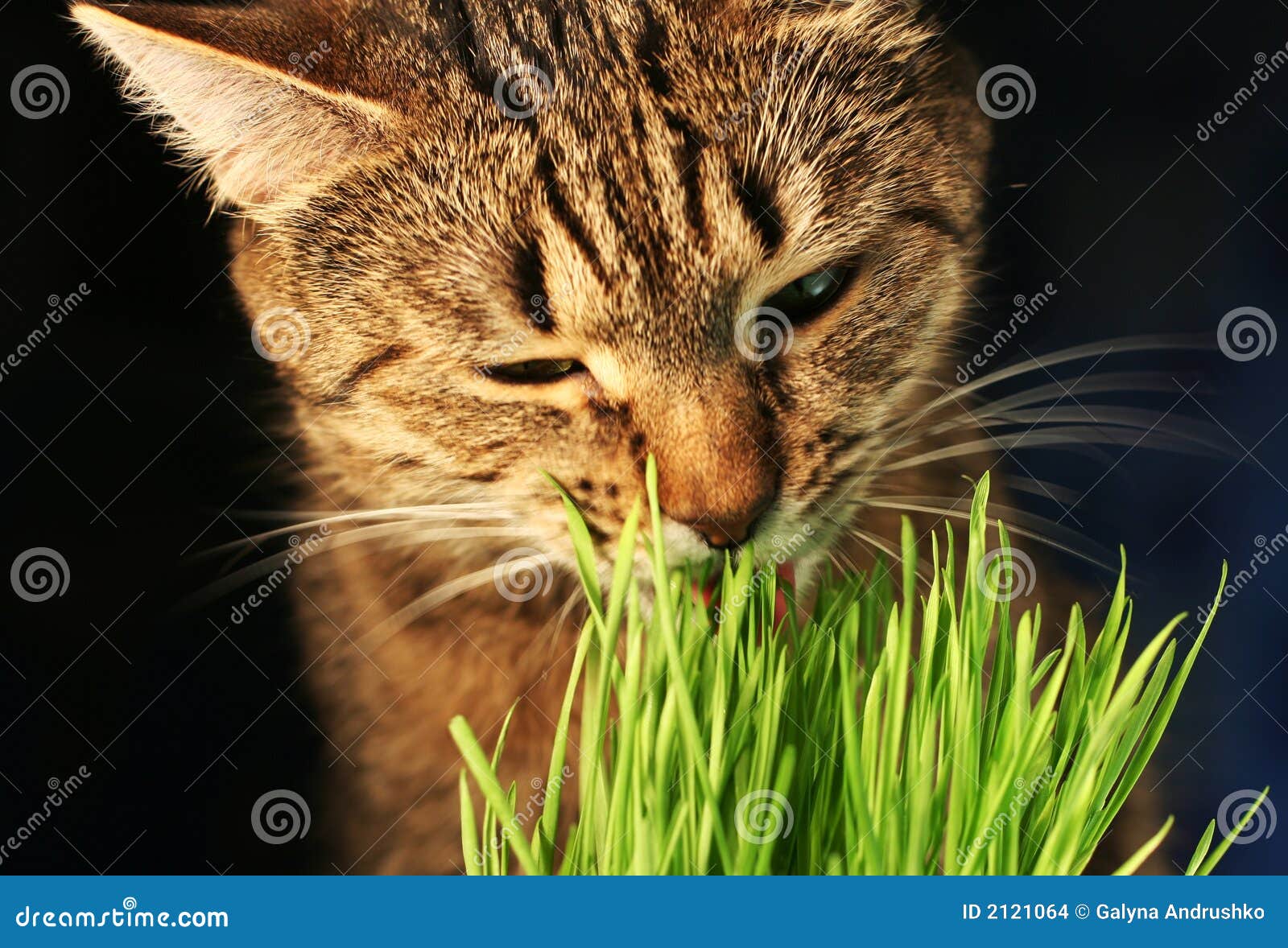 Cat eathing grass stock photo. Image of eathing, household 2121064