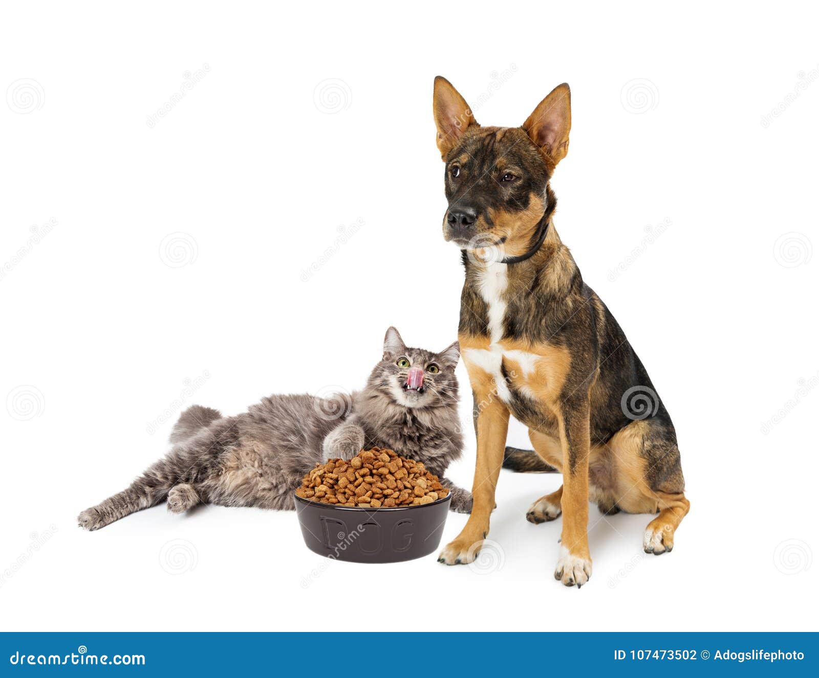 Cat Eating Angry Dogs Food stock photo. Image of shepherd