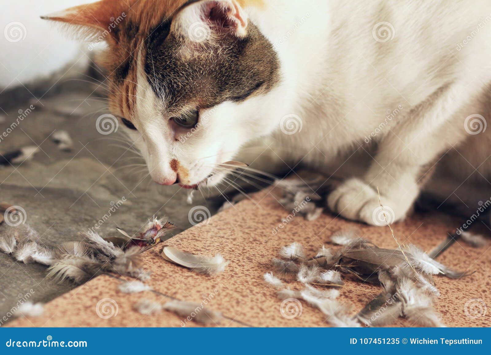 Cat Eating Bird Hunting Instinct Begrepp Fotografering för Bildbyråer