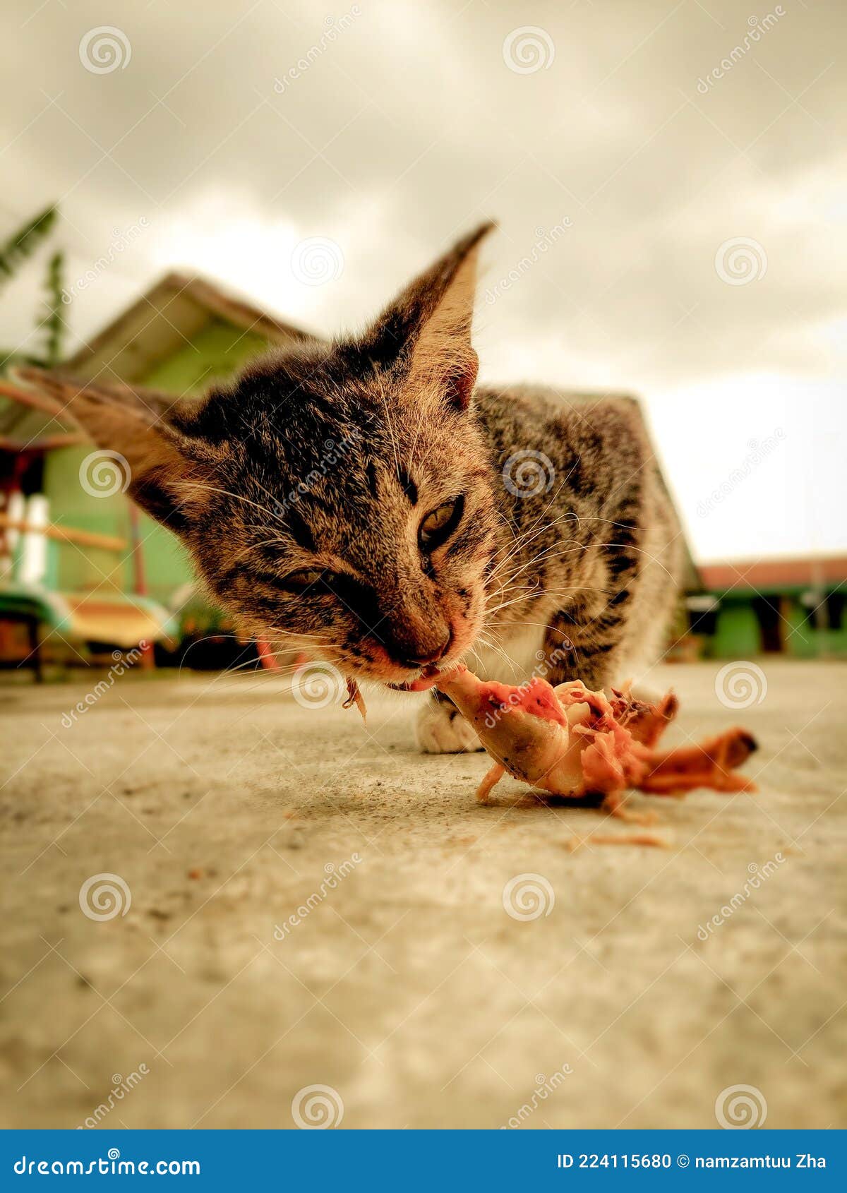 cat eating chicken