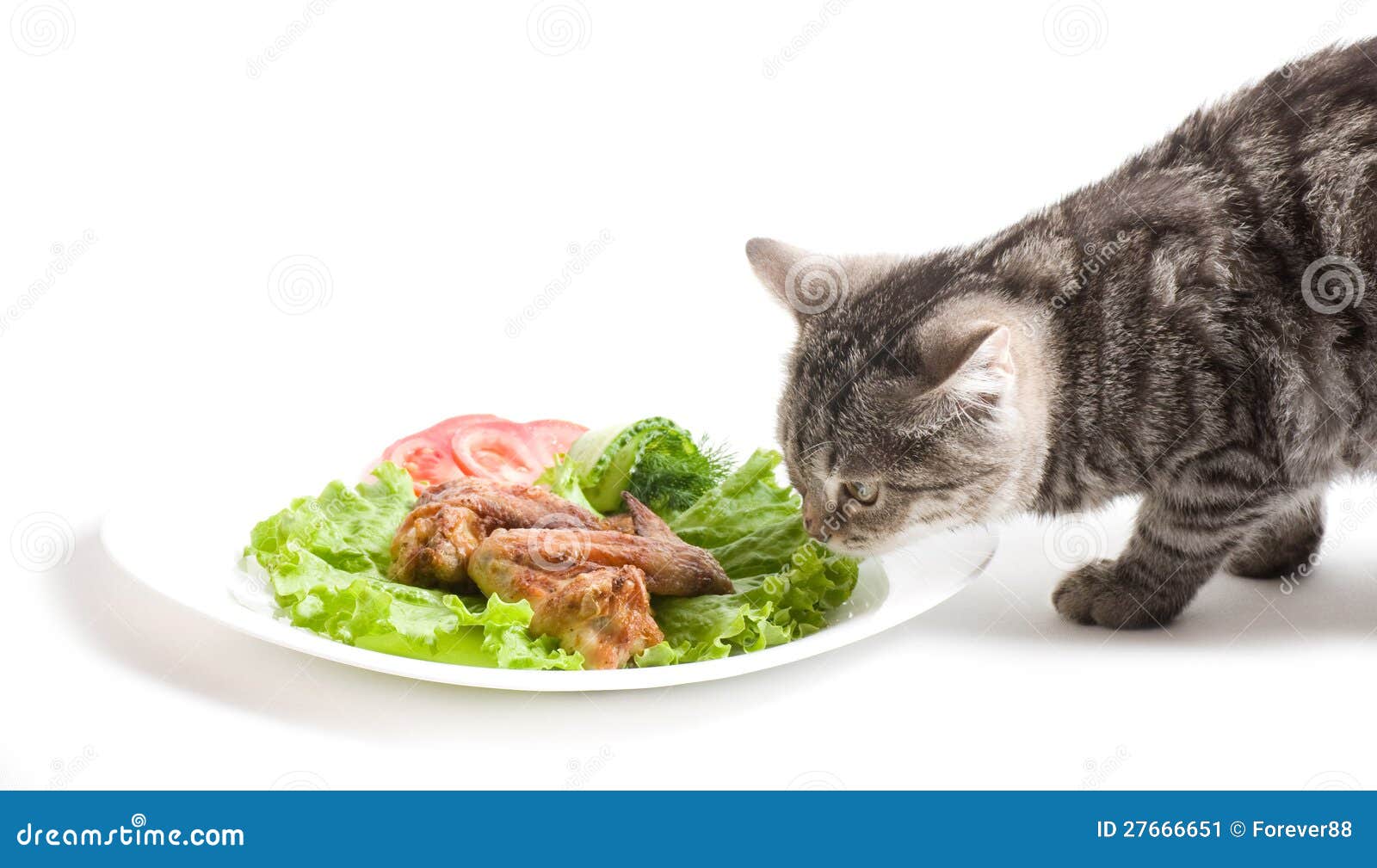 Cat Eating Chicken Wings Stock Image Image 27666651