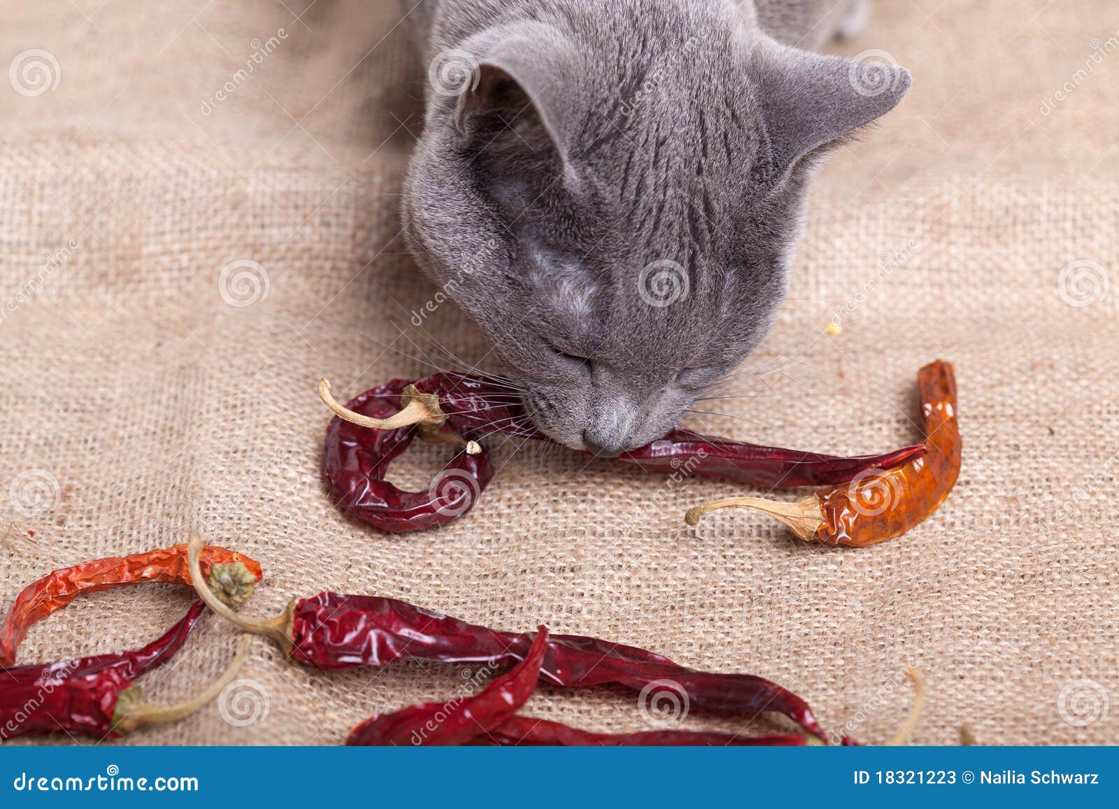 Cat eating Chili stock image. Image of ingredient, healthy ...