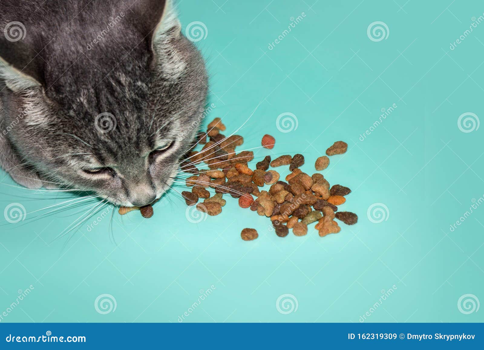 Cat eating dry cat food stock image. Image of cute, blue 162319309