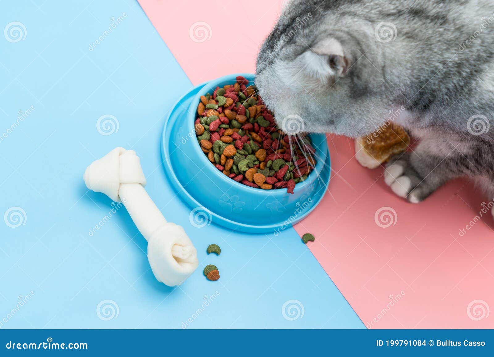 Cat is Eating Dry Food and Snack Stock Photo Image of grey, kitty 199791084