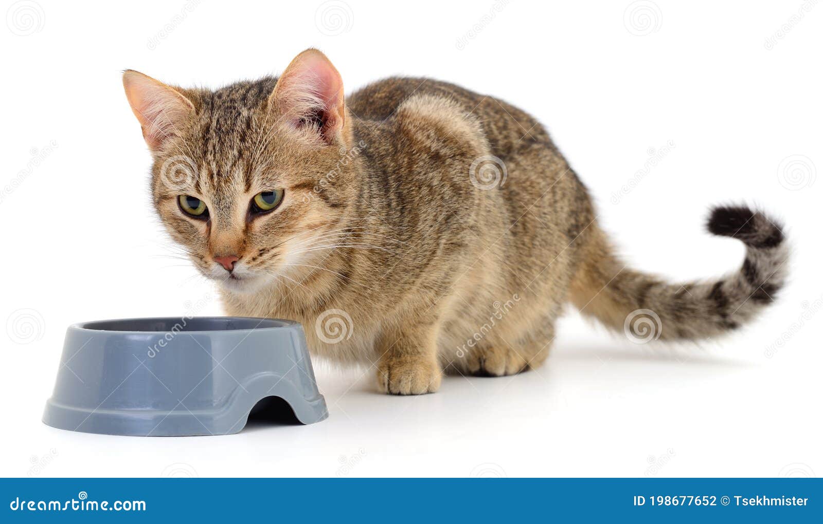 Cat eating dry food stock photo. Image of feline, young 198677652