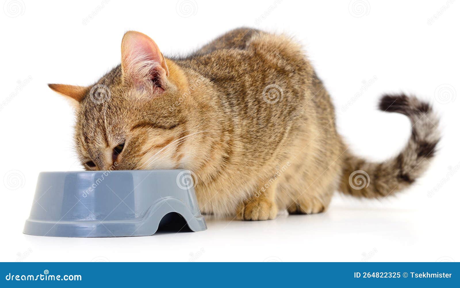 Cat eating dry food stock image. Image of meat, eating 264822325