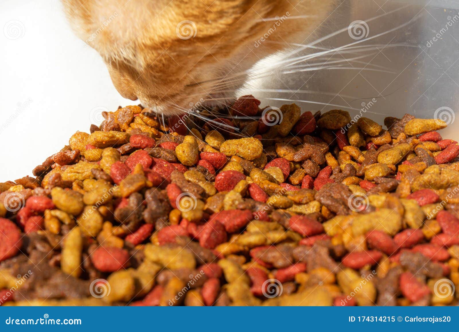 Cat eating dry food stock image. Image of feed, nature 174314215