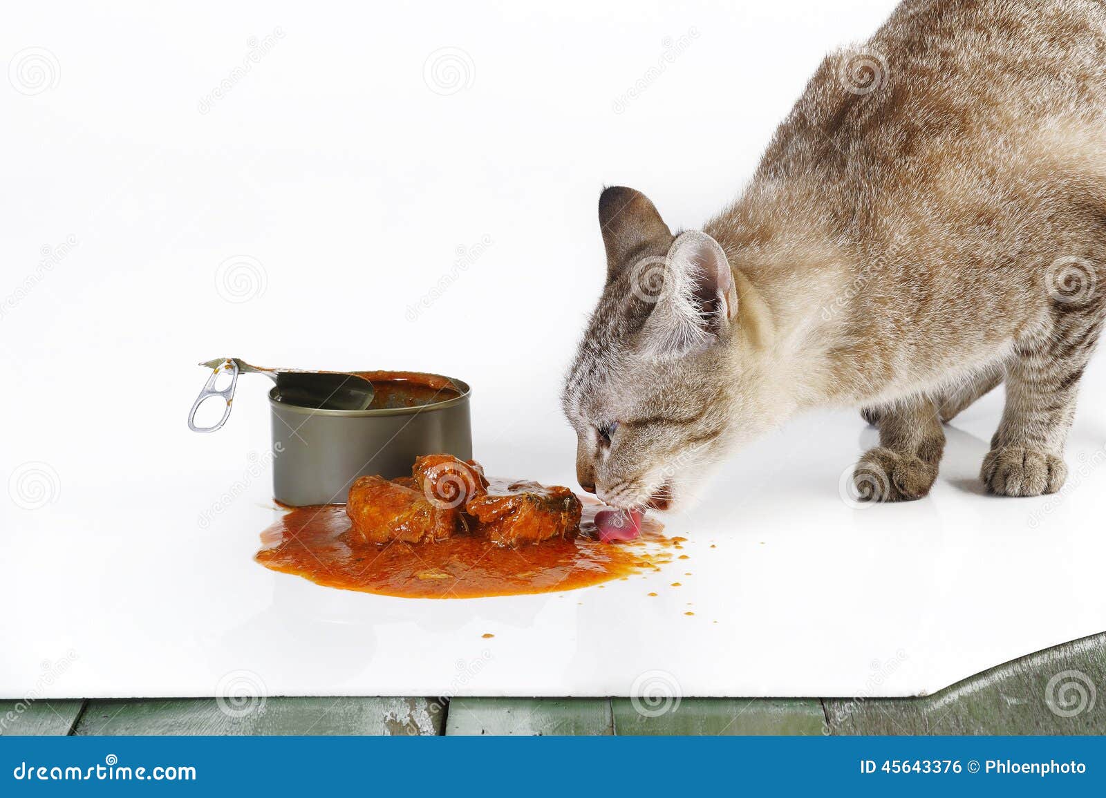 Cat eating stock photo. Image of tongue, background, sardines 45643376