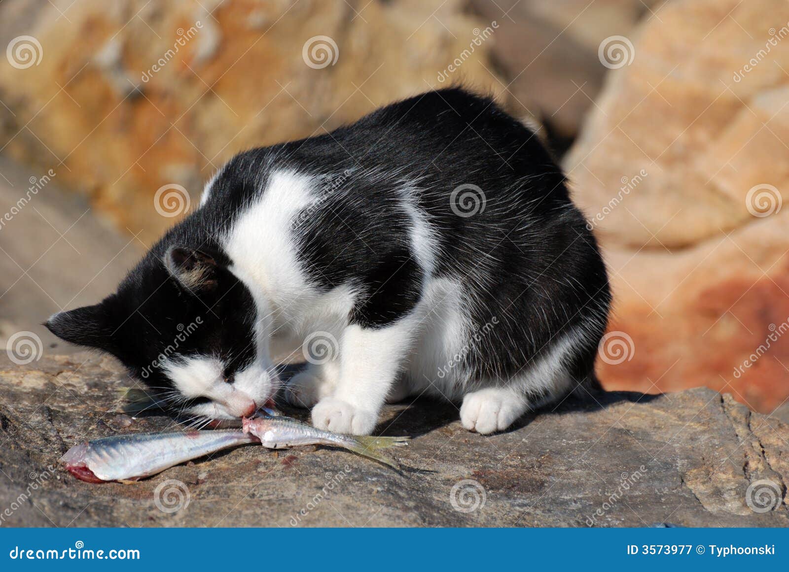 1,682 Cat Eating Fish Stock Photos - Free & Royalty-Free Stock Photos from Dreamstime 1,682 Cat Eating Fish Stock Photos - Free & Royalty-Free Stock Photos from Dreamstime