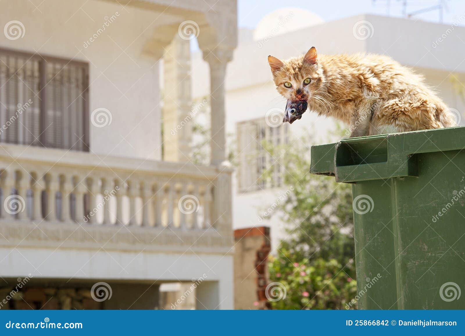 Cat Eating Fish from a Garbage Can Stock Photo Image of shorthair