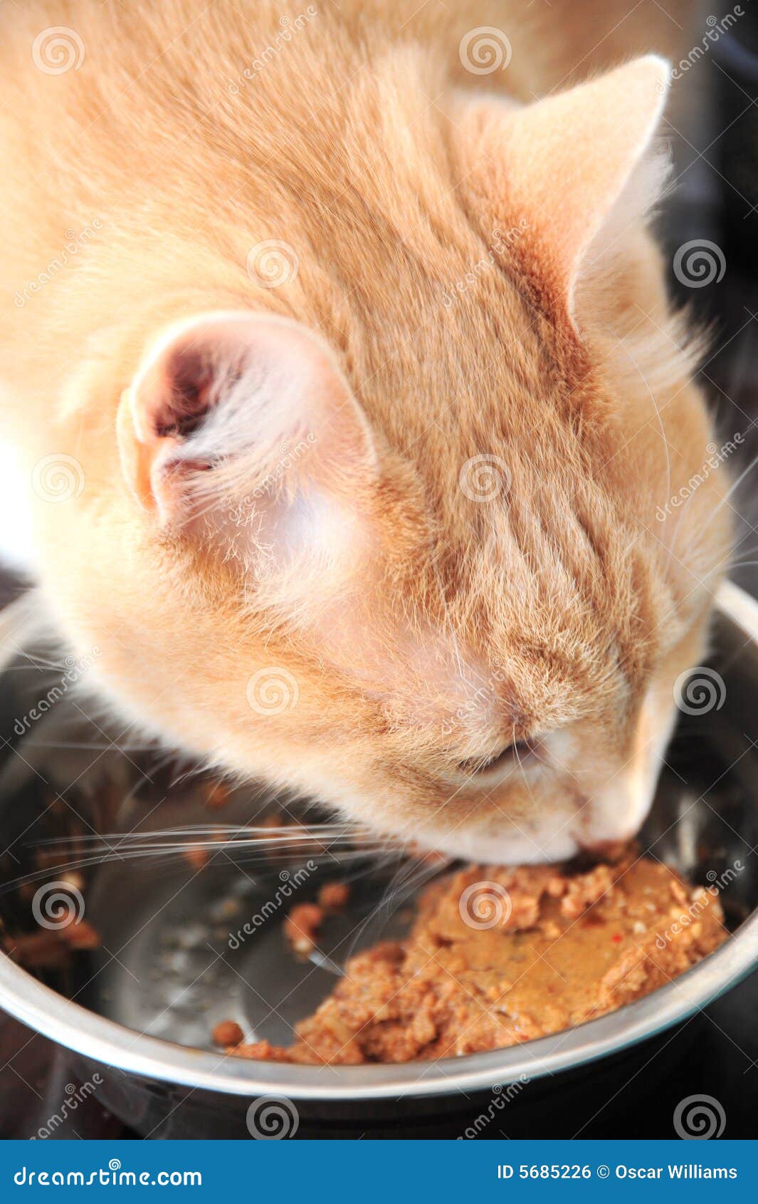 Cat eating food. stock photo. Image of food, breakfast 5685226